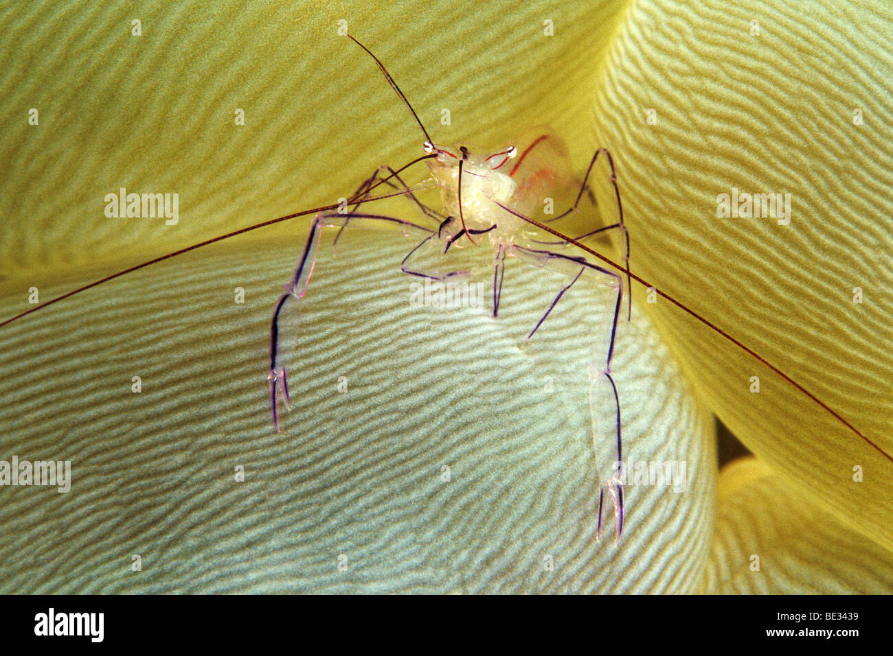 Gamberetti commensali in bolla Coral, Vir philippinensis, Bunaken, Sulawesi, Indonesia Foto Stock