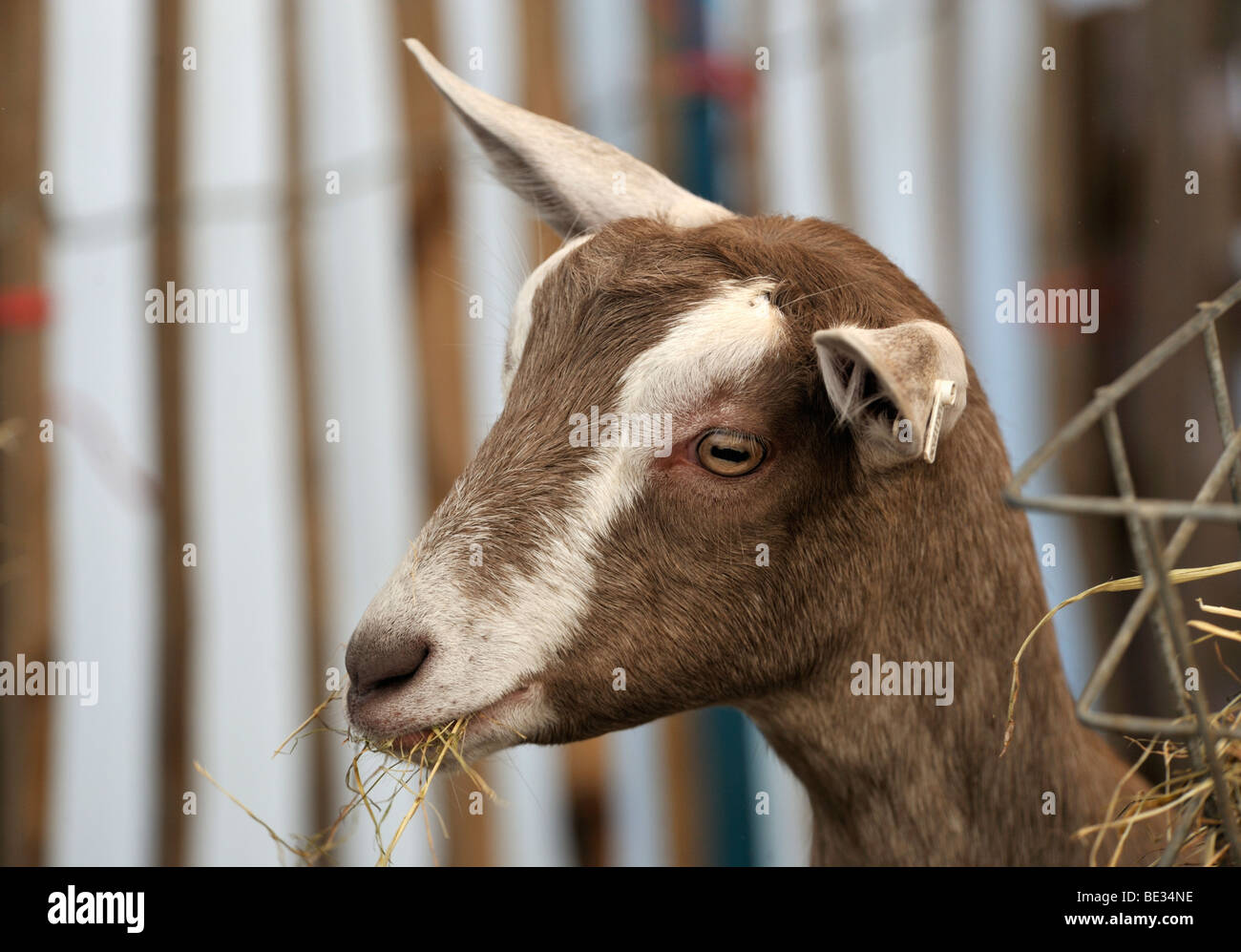 British Toggenburg capra mangia fieno. Westmorland County Show 2009. Foto Stock
