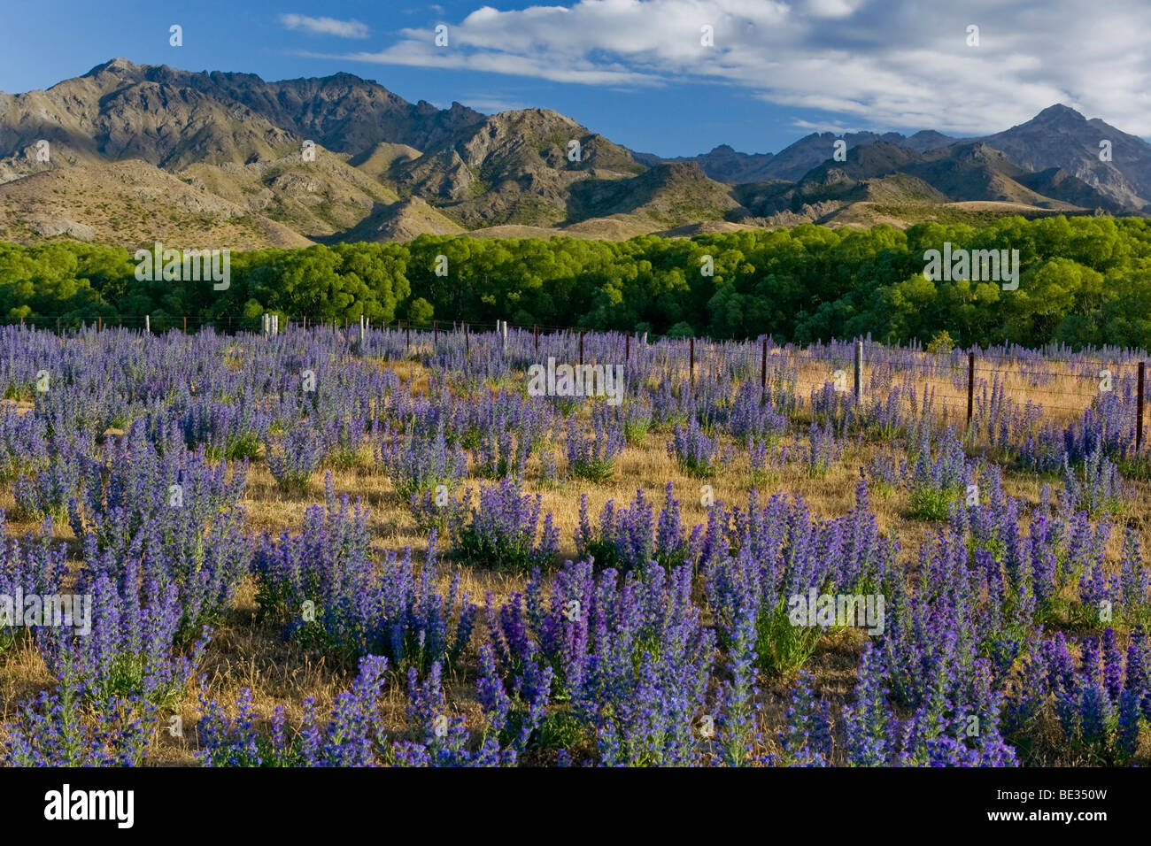 Lupino viola (Lupinus) e alberi all'Awatere Road con le montagne dell'entroterra di Kaikoura gamma sull'orizzonte, Moleswort Foto Stock