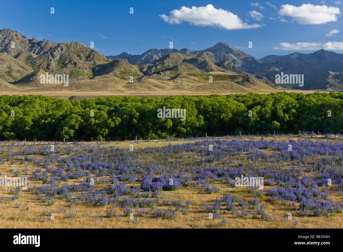 Lupino viola (Lupinus) e alberi all'Awatere Road con le montagne dell'entroterra di Kaikoura gamma sull'orizzonte, Moleswort Foto Stock