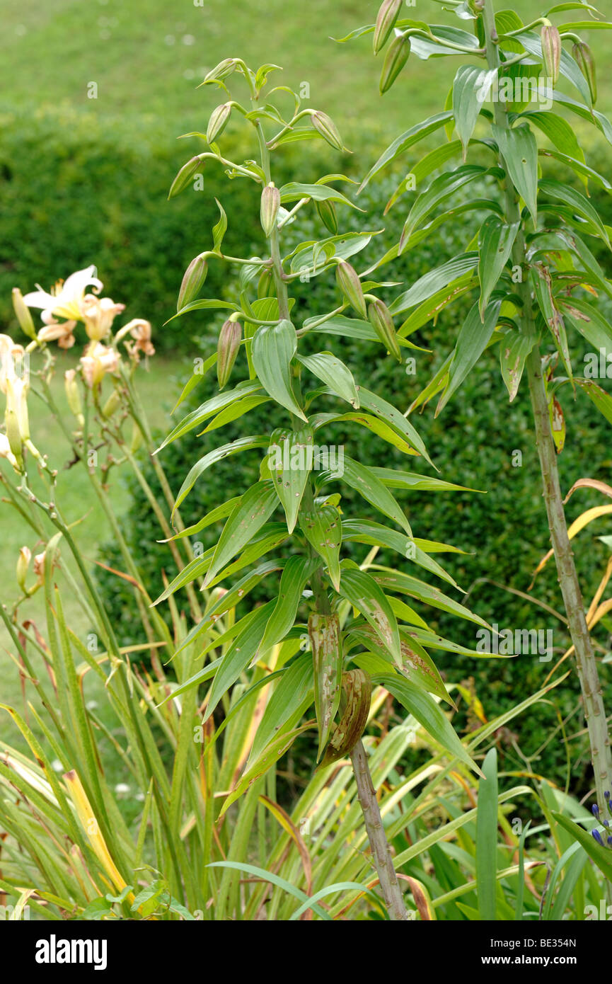 Lily beetle (Lilioceris lilii) danno larvale di royal lily (Lilium regale) foglie inferiori Foto Stock