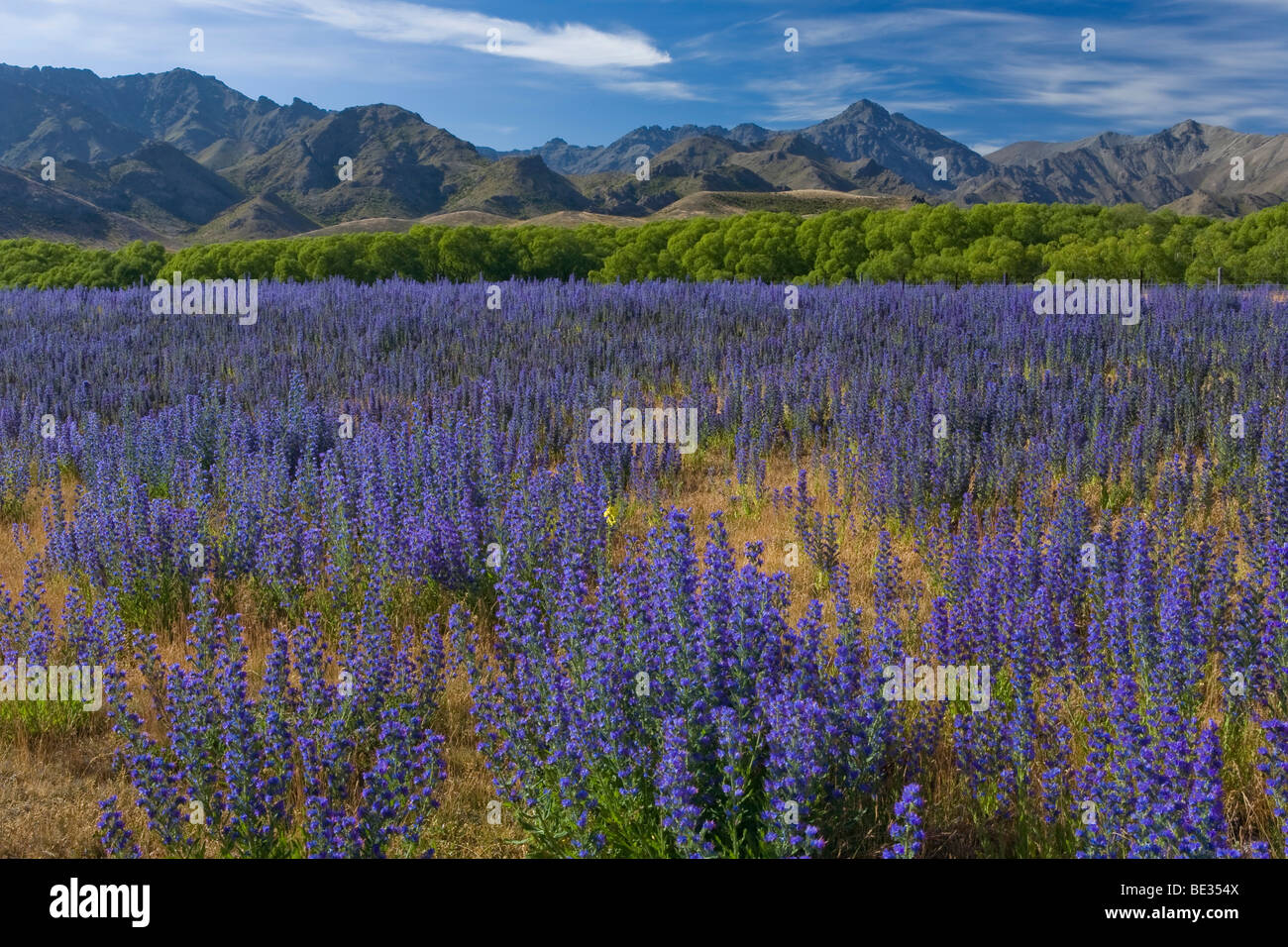 Lupino viola (Lupinus) e alberi all'Awatere Road con le montagne dell'entroterra di Kaikoura gamma sull'orizzonte, Moleswort Foto Stock