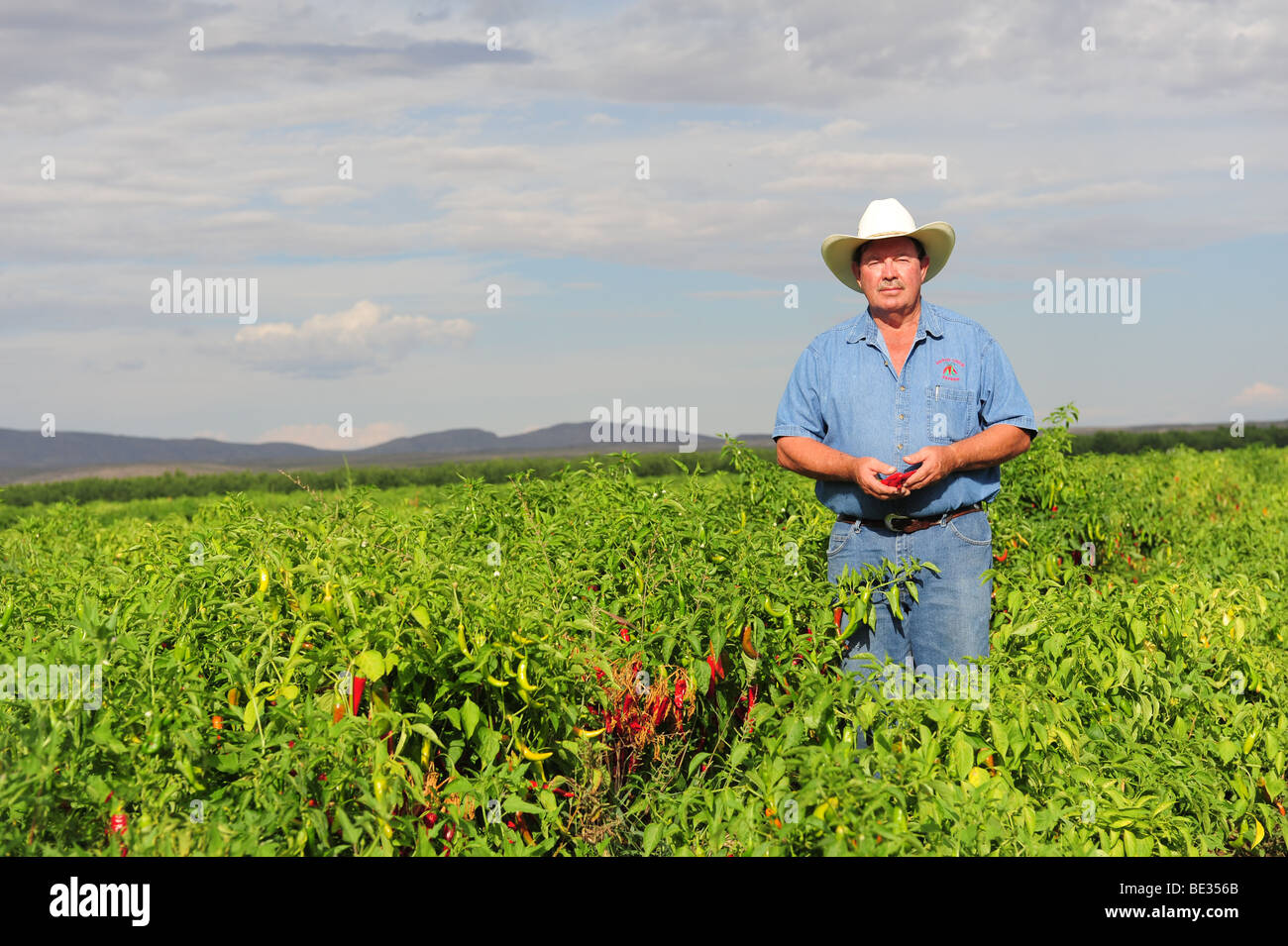 Stati Uniti d'America berlina New Mexico - Berlina Cile Express-Owner Jimmy Lyttle in Cile i campi Foto Stock