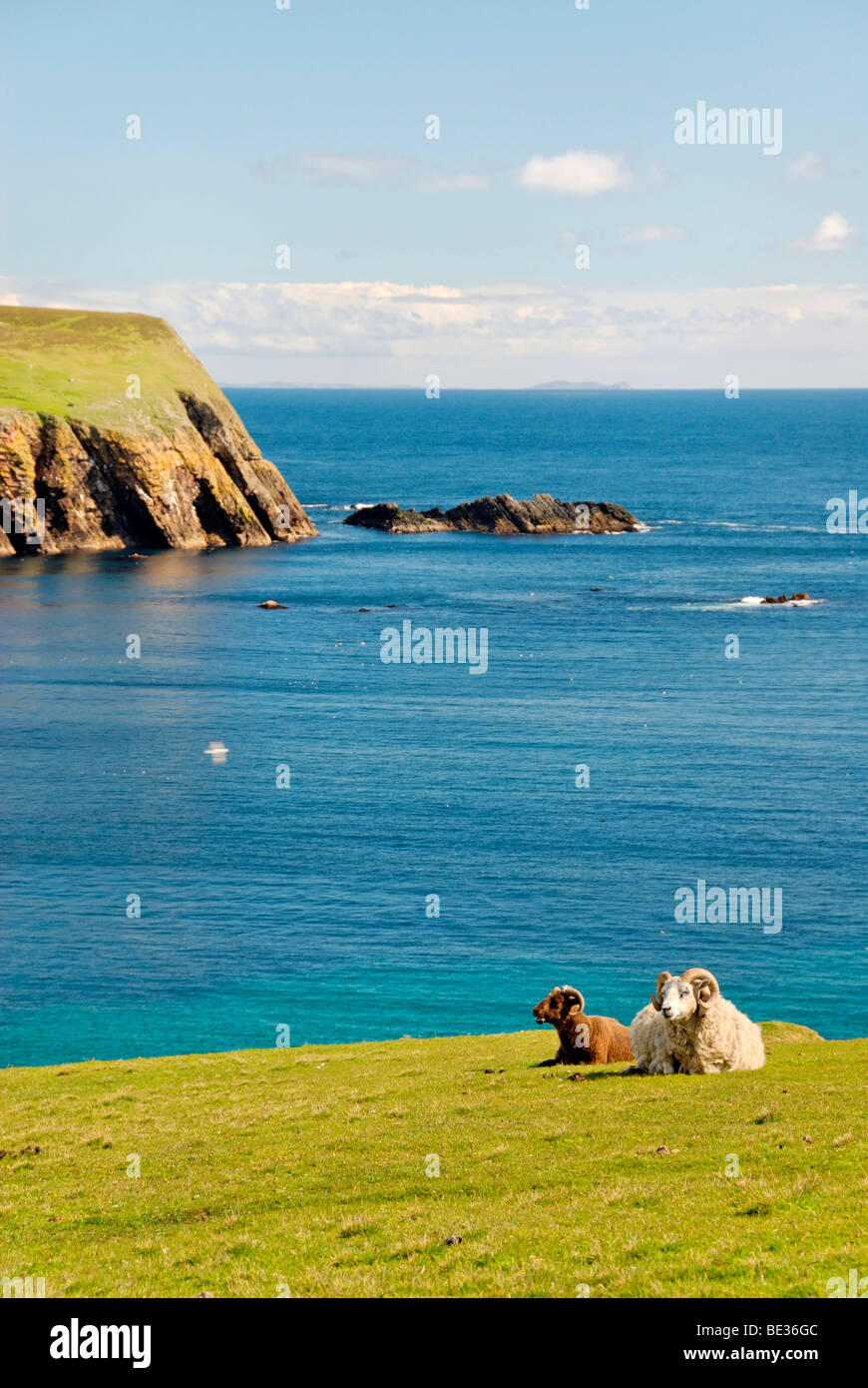 Ovini maschi sulle scogliere di Fair Isle, Shetland, Regno Unito, Europa Foto Stock