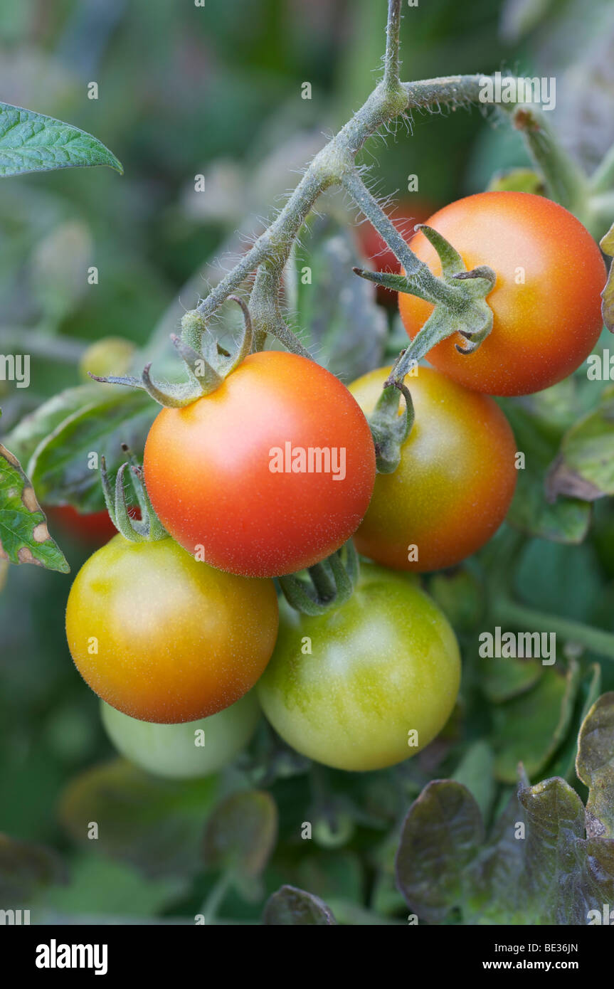 Pomodori in vigna in vari stadi di maturazione Foto Stock