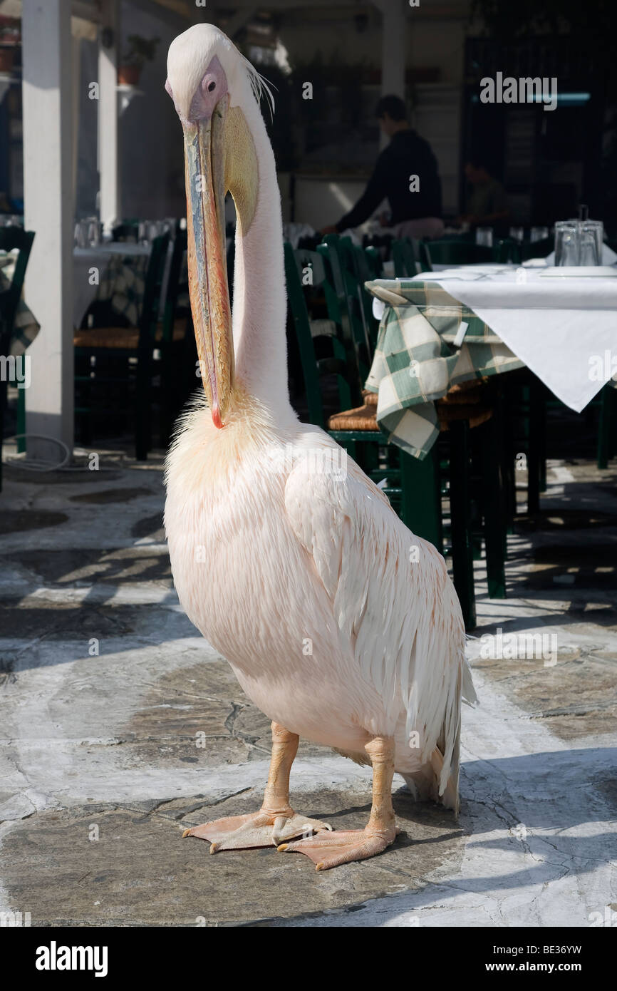 Pellicano Petros 11 presso un ristorante Mikonos Grecia Foto Stock