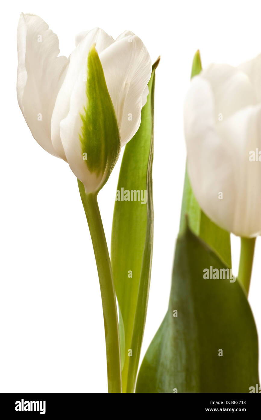 Molla di fiori di tulipani isolati su sfondo bianco Foto Stock