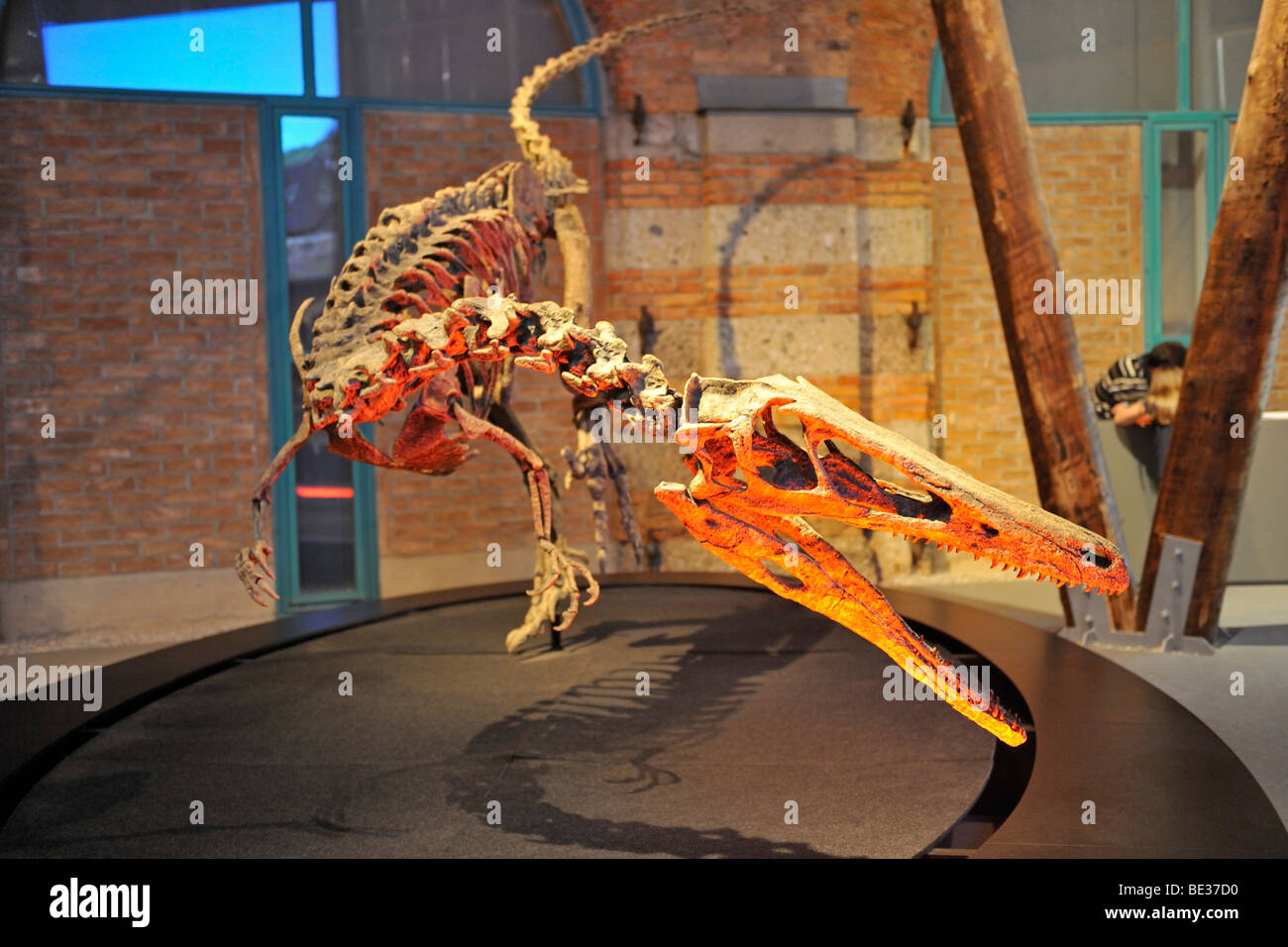 Austroraptor cabazai, carnivoro, vissuto 70 milioni di anni fa, dinosauri giganti di Argentina mostra, Lokschuppen, locomotore s Foto Stock