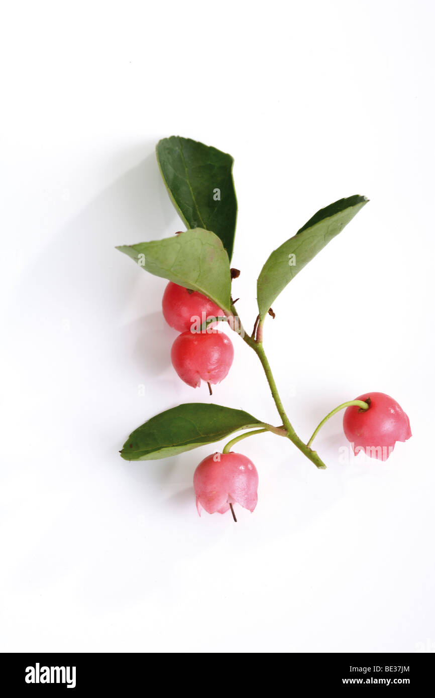 Teaberry orientale, Checcurberry, Boxberry o American wintergreen (Gaultheria procumbens) Foto Stock