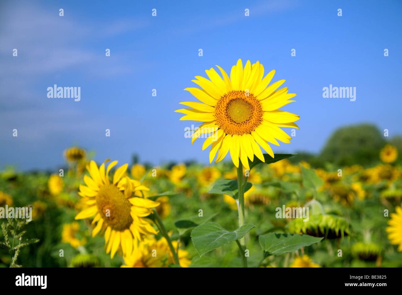 Un girasole in un campo contro un cielo blu Foto Stock
