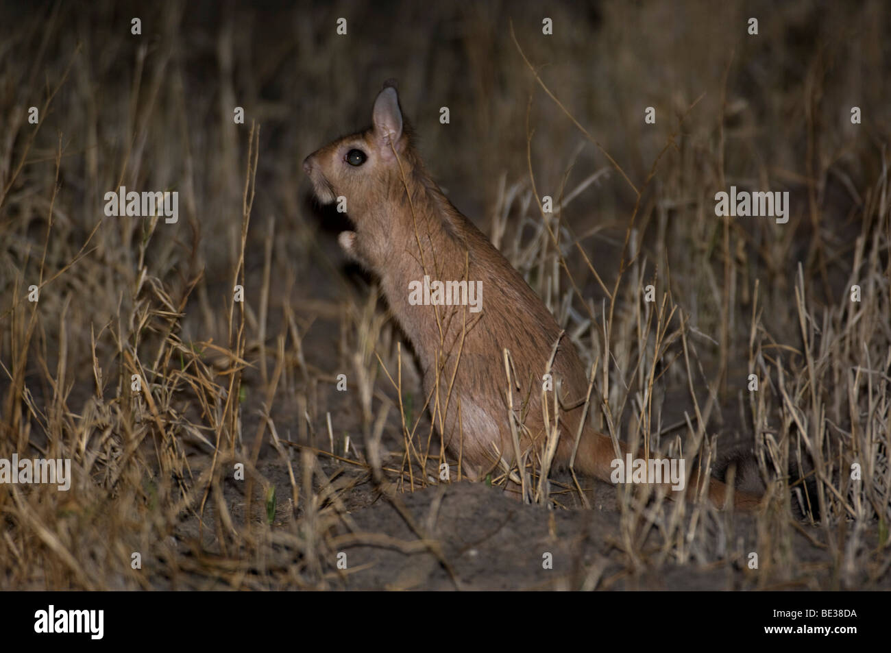 Springhare (Pedetes capensis), Central Kalahari Botswana Foto Stock