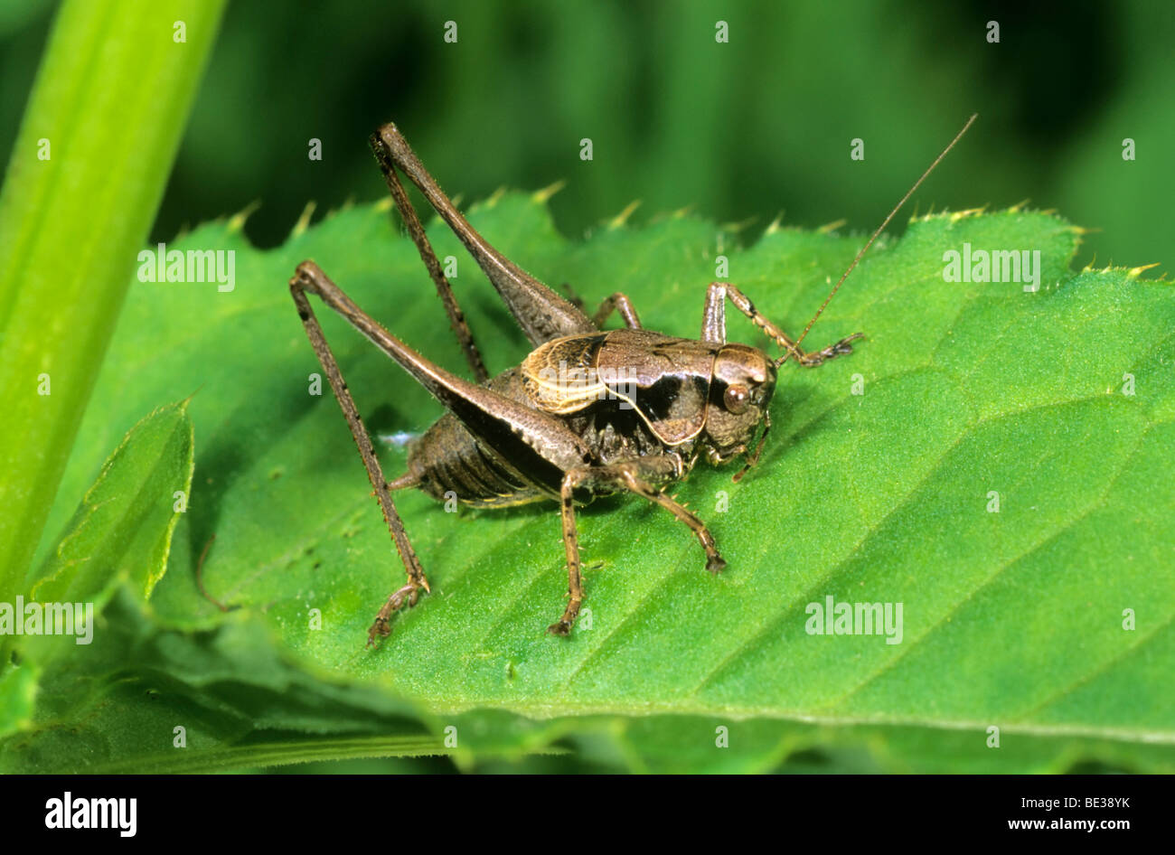 Dark Bush-cricket (Pholidoptera griseoaptera), maschio Foto Stock