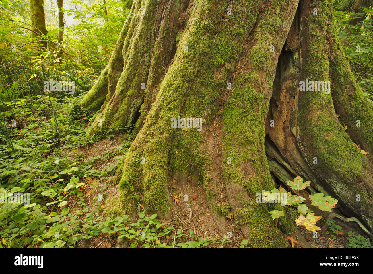 Crescita vecchio cedro rosso dell'Ovest in West coast foresta pluviale temperata-Goldstream Provincial park, Victoria, British Columbia, Canada Foto Stock