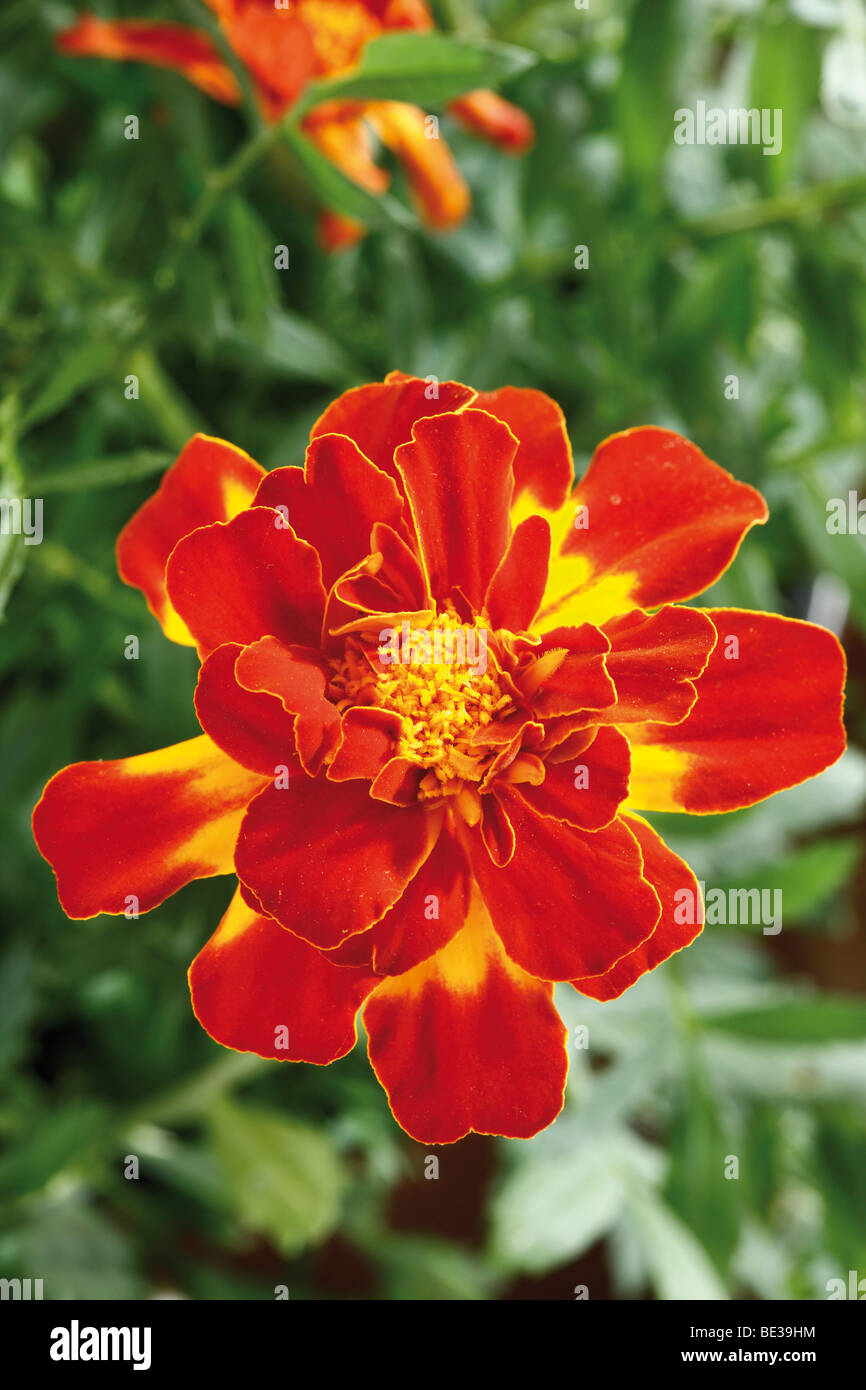 Tagetes Foto Stock