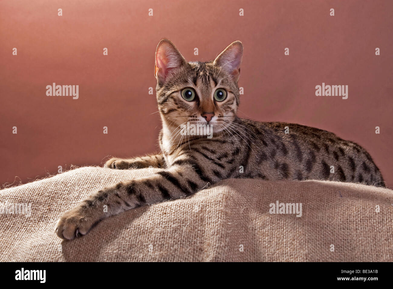 Mau Egiziano cat, bronzo, giacente Foto Stock