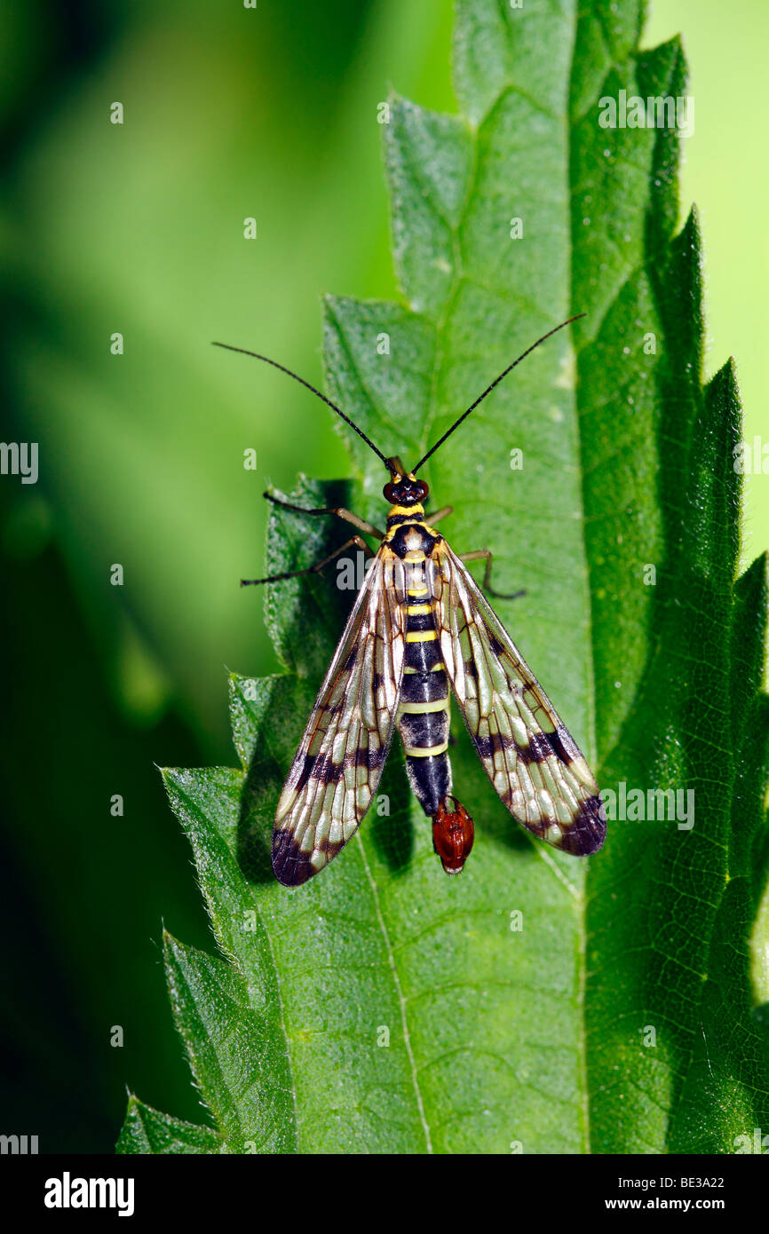 Maschio Scorpionfly comune (Panorpa communis) sulla foglia di un bruciore di ortica Foto Stock