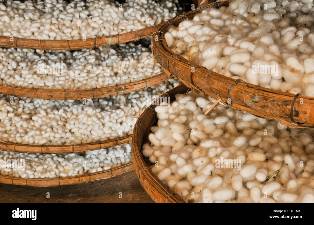 Cesti pieni di bozzoli di bachi da seta in una fabbrica di seta, capitale di Dalat, Highlands Centrali, Vietnam Asia Foto Stock