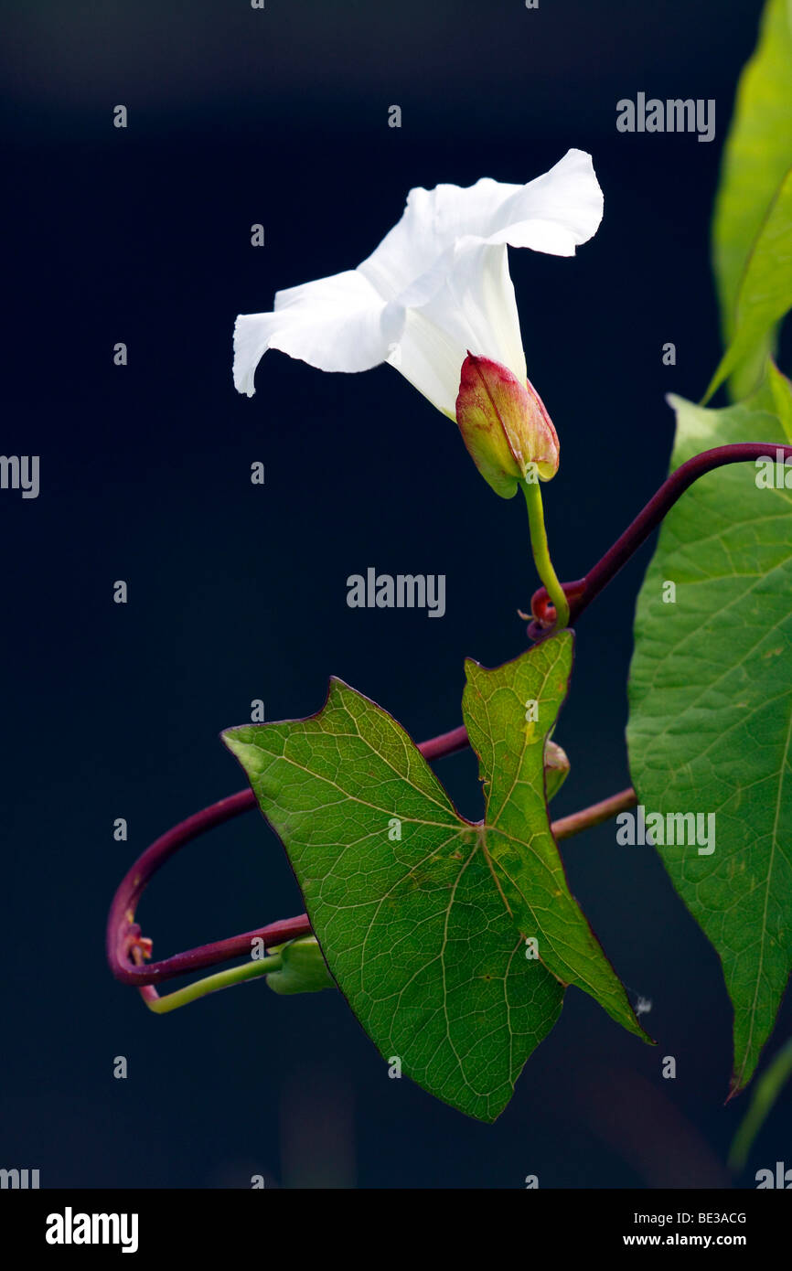 Maggiore fioritura centinodia, Hedge Centinodia, Rutland bellezza (Calystegia sepium ssp. sepium, Convolvulus sepium) Foto Stock