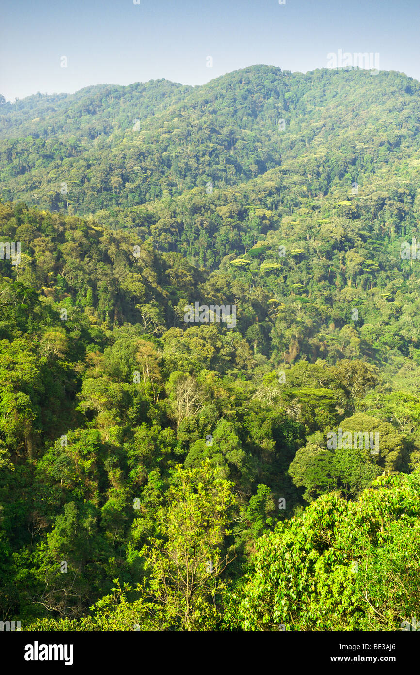 Vista attraverso i boschi nel Parco nazionale impenetrabile di Bwindi nel sud Uganda. Foto Stock