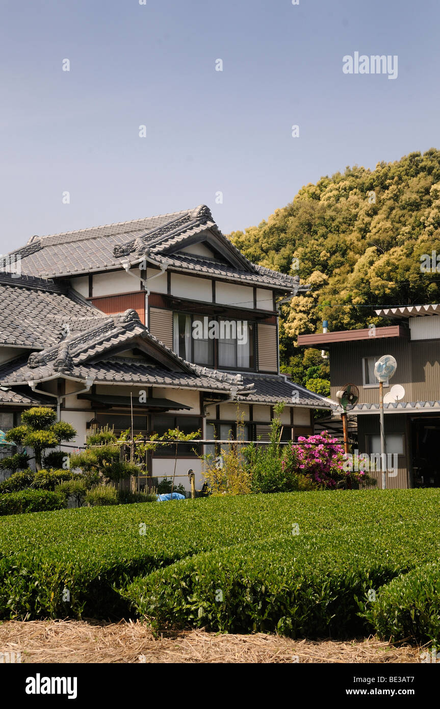 Le piantagioni di tè, tè giardini, con tradizionali case coloniche, Sagara, Prefettura di Shizuoka, Giappone, Asia Foto Stock