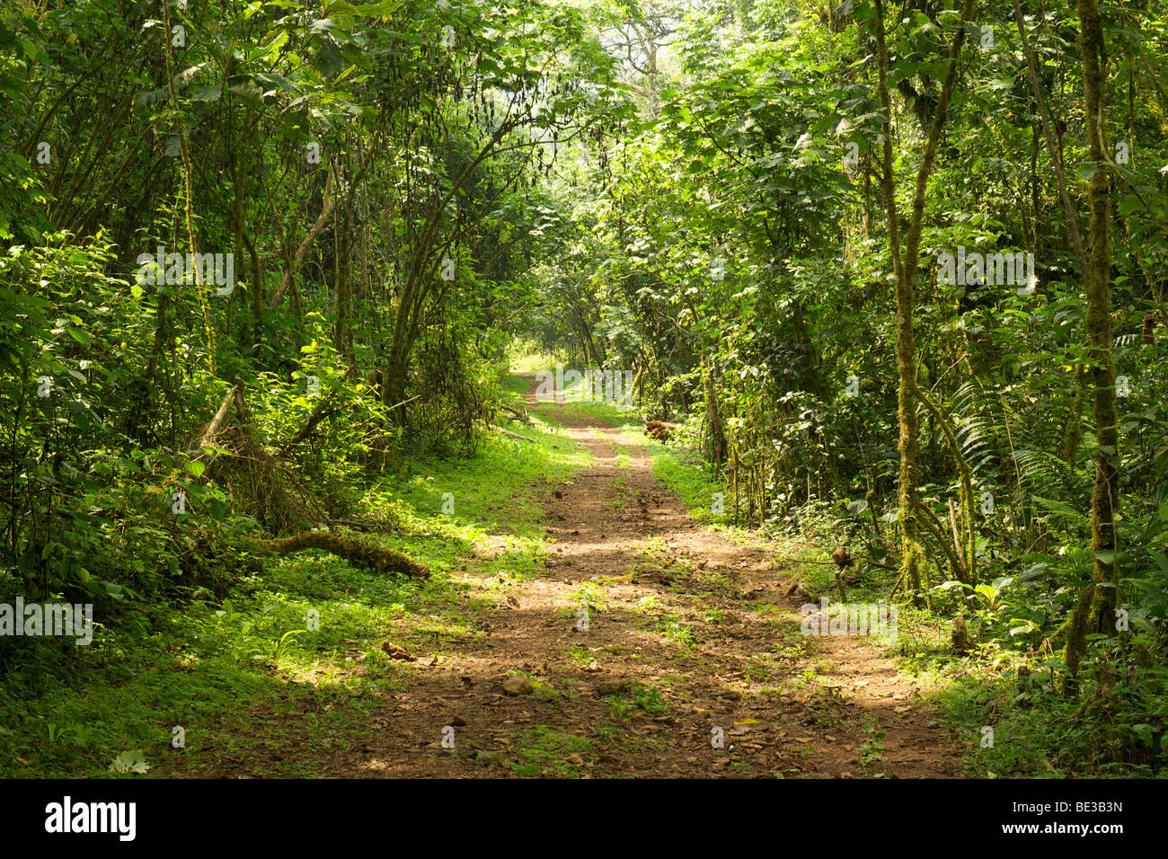 Percorso a piedi nella foresta pluviale del Parco nazionale impenetrabile di Bwindi nel sud Uganda. Foto Stock