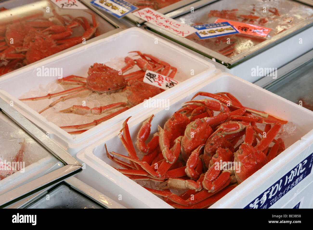 Altamente commestibili e gustosi Grancevole (ragno granchio) in vendita presso la costa in Joetsu, Giappone Foto Stock
