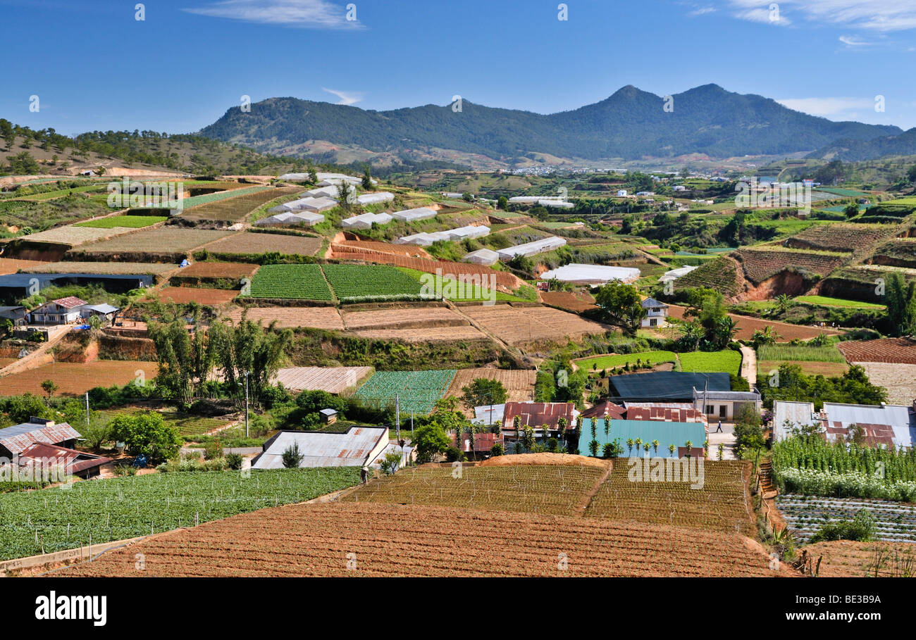 Campi terrazzati e serre, zona agricola di Dalat, Vietnam Asia Foto Stock