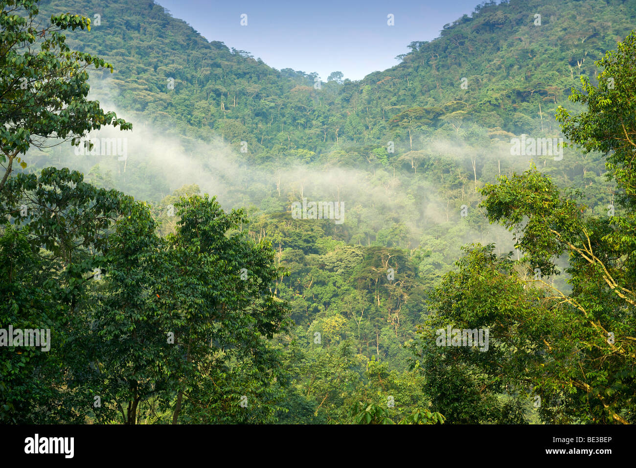 Vista della foresta pluviale del Parco nazionale impenetrabile di Bwindi nel sud Uganda. Foto Stock