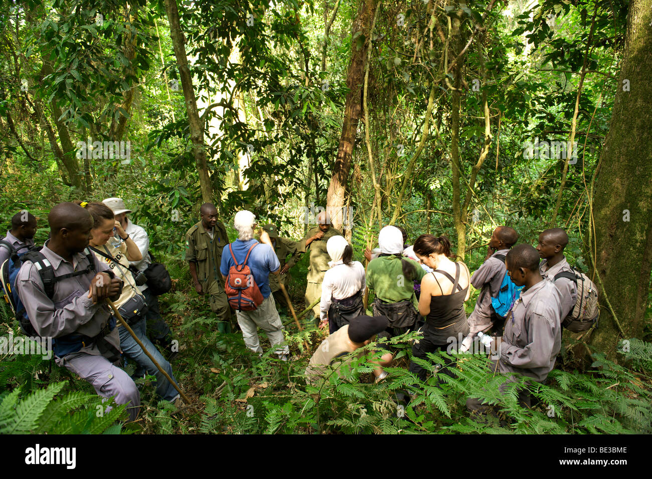I turisti in un gorilla trek nei boschi del Parco nazionale impenetrabile di Bwindi nel sud Uganda. Foto Stock