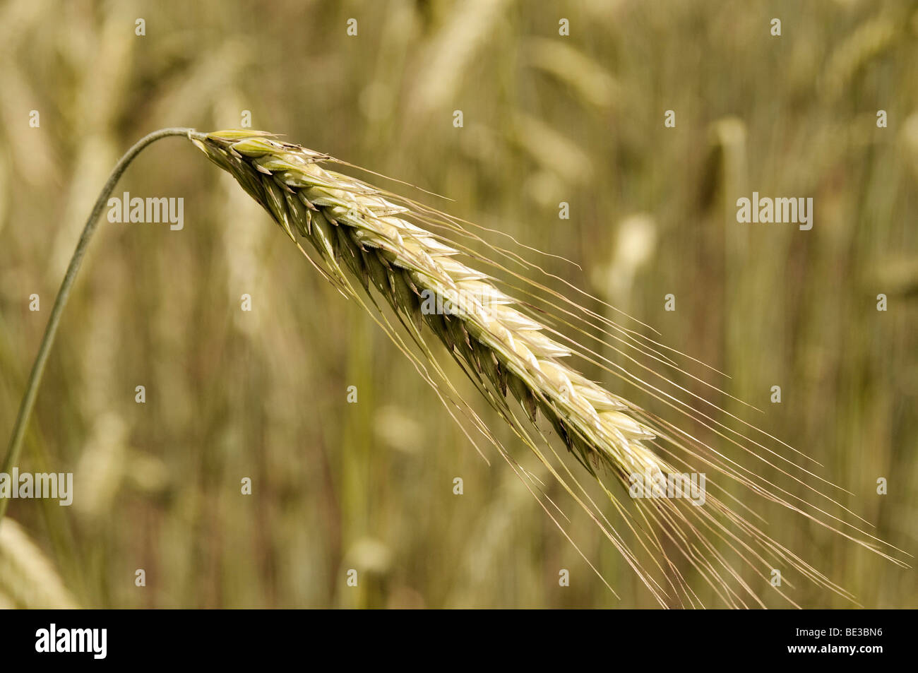 Orecchio di segale (Secale cereale), autunno-semina Segala Foto Stock