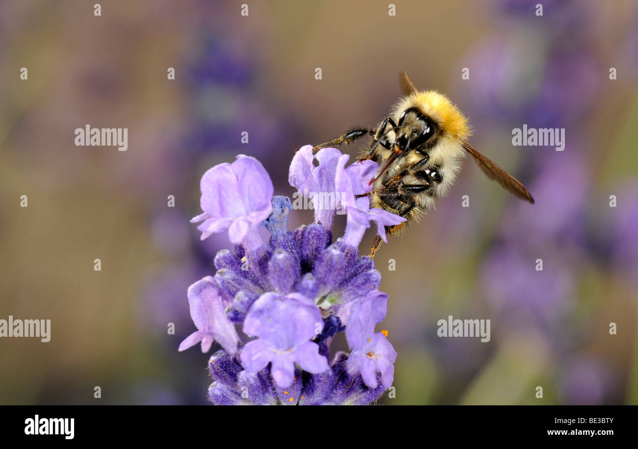 Il miele delle api (Apis), alimentazione, lavanda vera (Lavandula angustifolia) Foto Stock