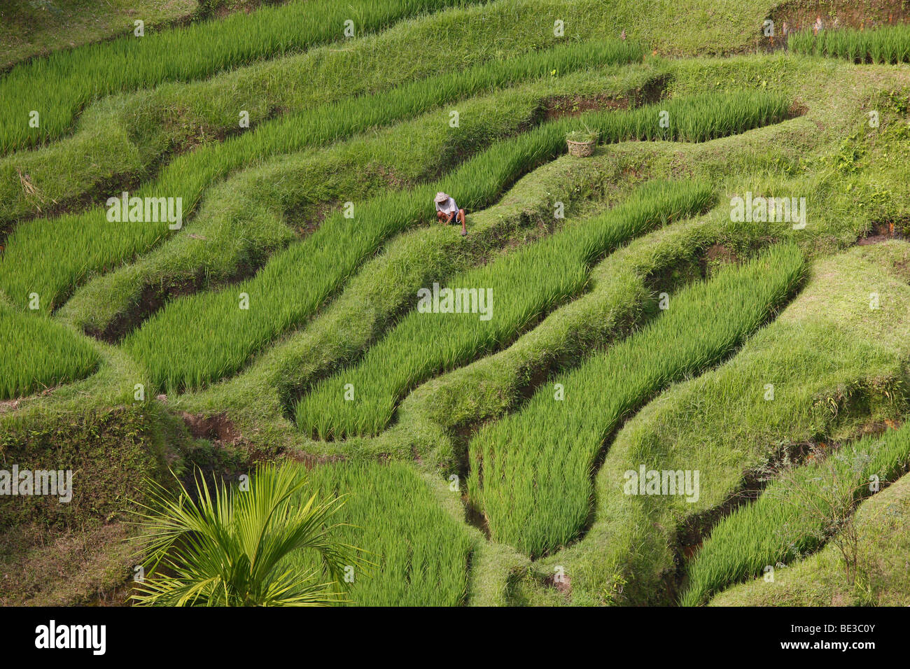 Risaie vicino Tegal Lalang, Bali, Repubblica di Indonesia, sud-est asiatico Foto Stock