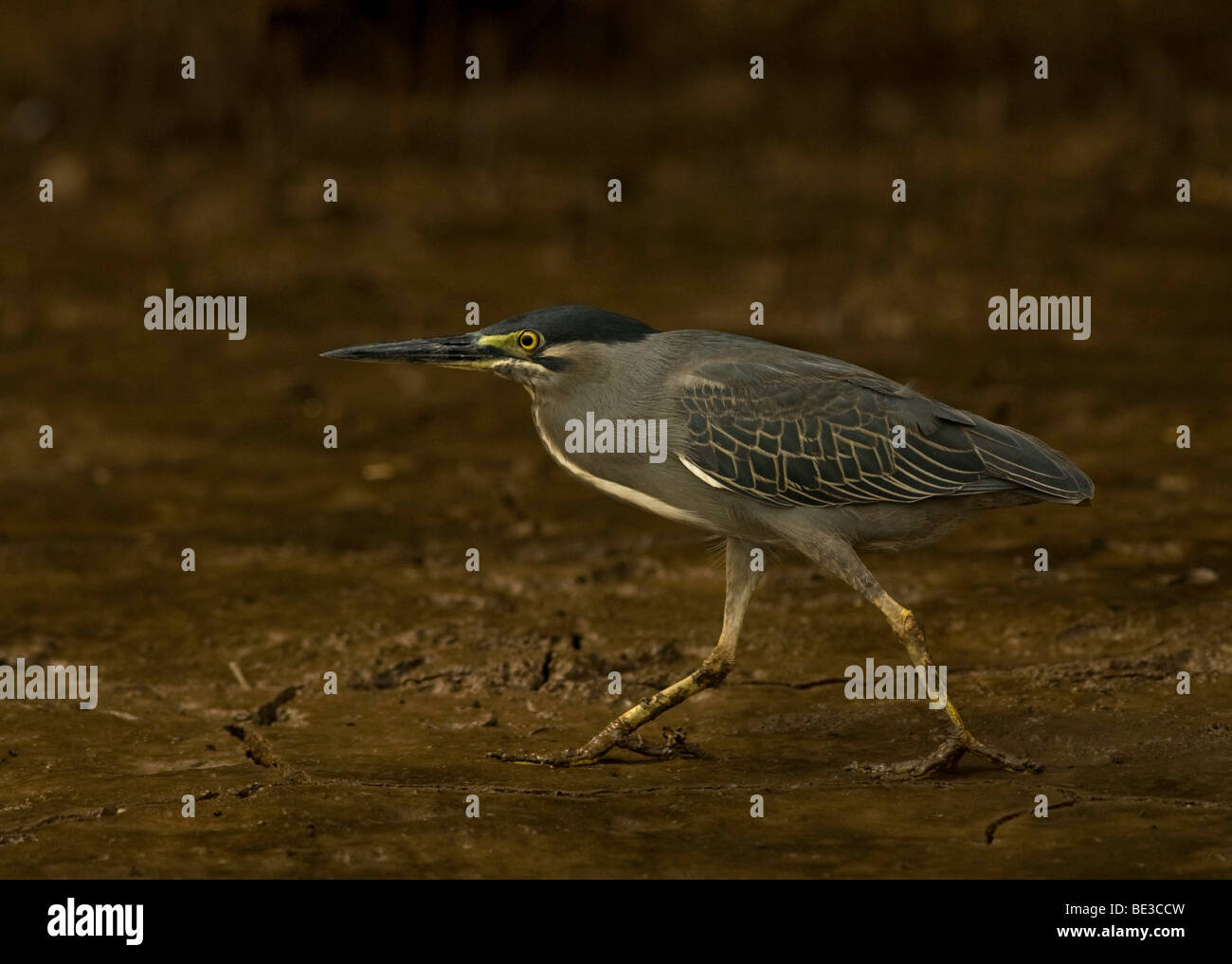 Il piccolo heron Foto Stock