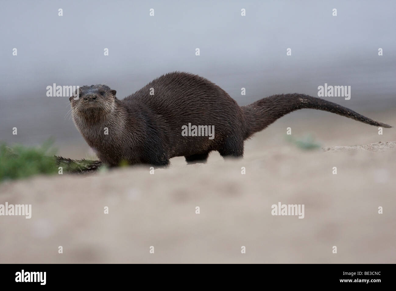 Adulto di Sea Otter (Enhydra lutris), Abbotts Laguna, Point Reyes National Seashore, CALIFORNIA, STATI UNITI D'AMERICA Foto Stock