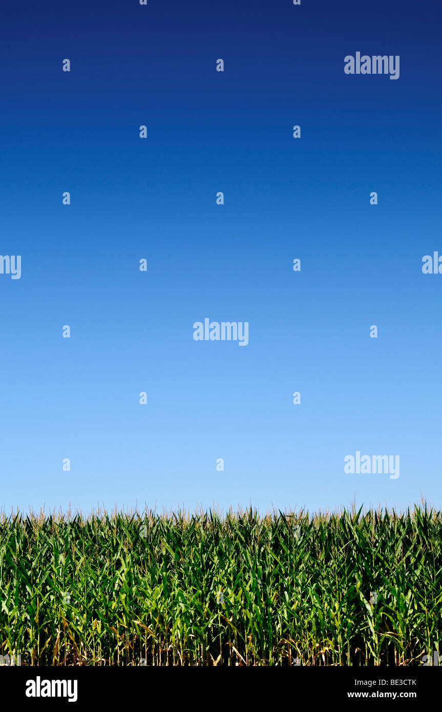 Ampi e vibranti campi di granturco verdi sotto Clear Blue Sky California // CALIFORNIA, Stati Uniti - i campi di granturco sono visibili contro un cielo azzurro limpido in California. I gambi verdi vibranti riempiono la parte inferiore del telaio, contrastando con l'azzurro espansivo e senza nuvole sopra. Il mais (Zea mays), noto anche come mais, è un cereale coltivato a livello mondiale. La Central Valley della California è una grande regione agricola, che produce una parte significativa delle colture della nazione. L'agricoltura è un'industria vitale in California, contribuendo in modo sostanziale all'economia dello stato. Foto Stock