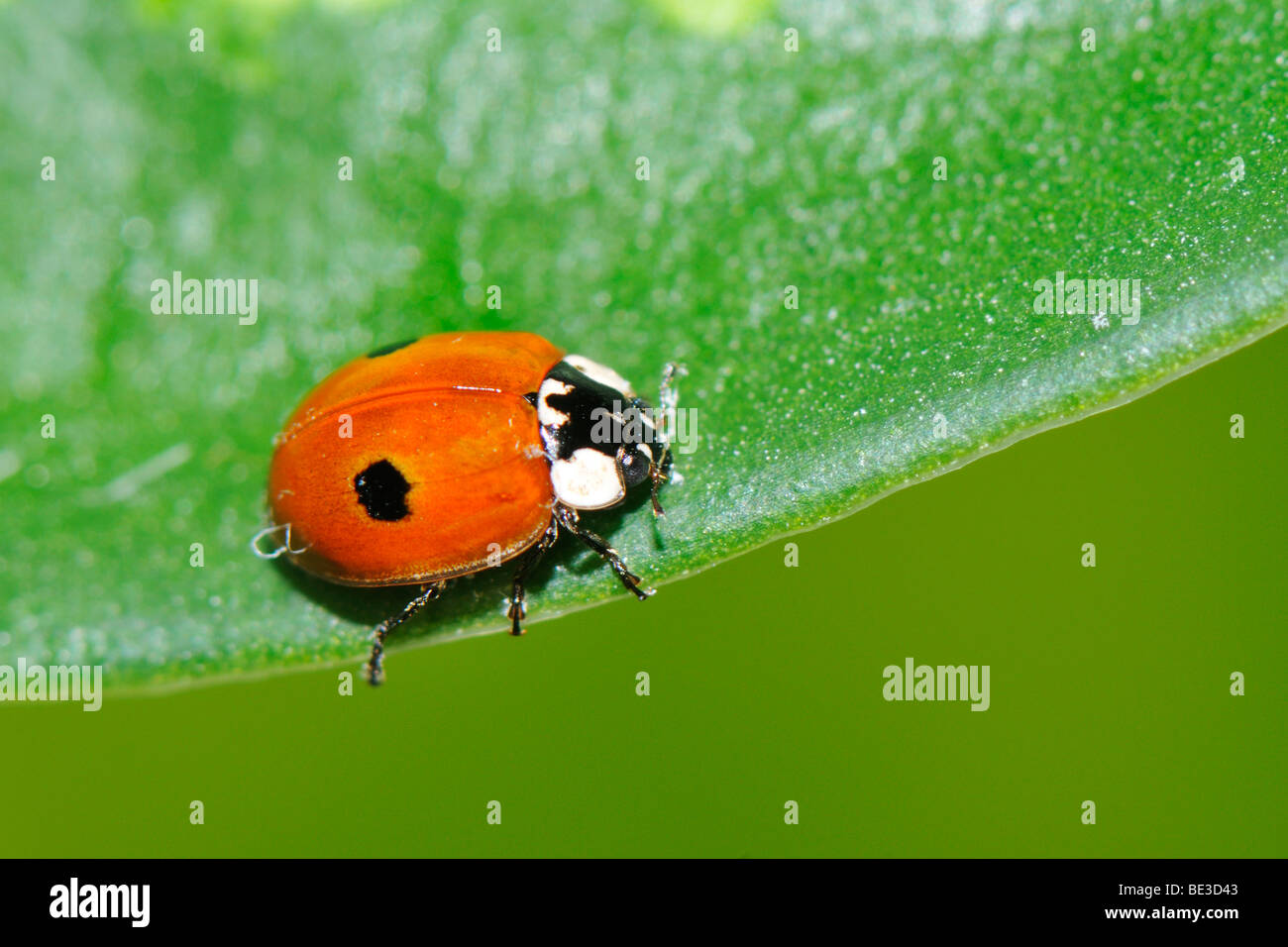 Due macchie Lady Beetle (Adalia bipunctata) Foto Stock