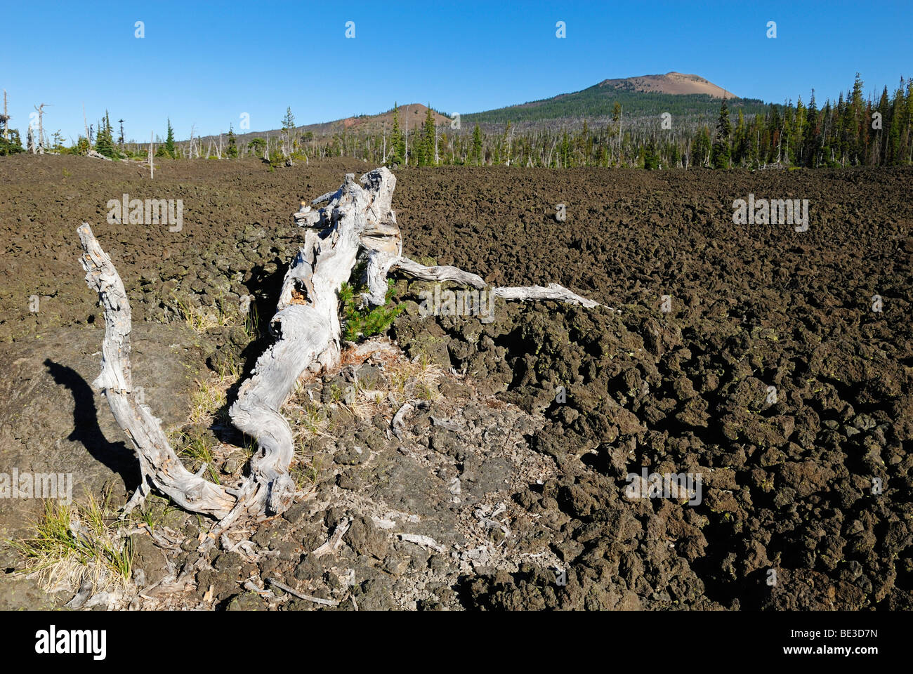 Albero morto in una lava vulcanica paesaggio vicino Belknap cratere, McKenzie Pass, gamma a cascata, Oregon, Stati Uniti d'America Foto Stock