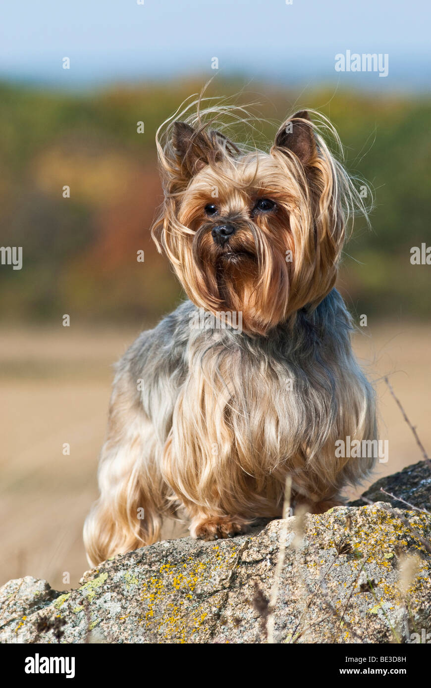 Yorkshire Terrier, Yorkie, in piedi sulle rocce Foto Stock