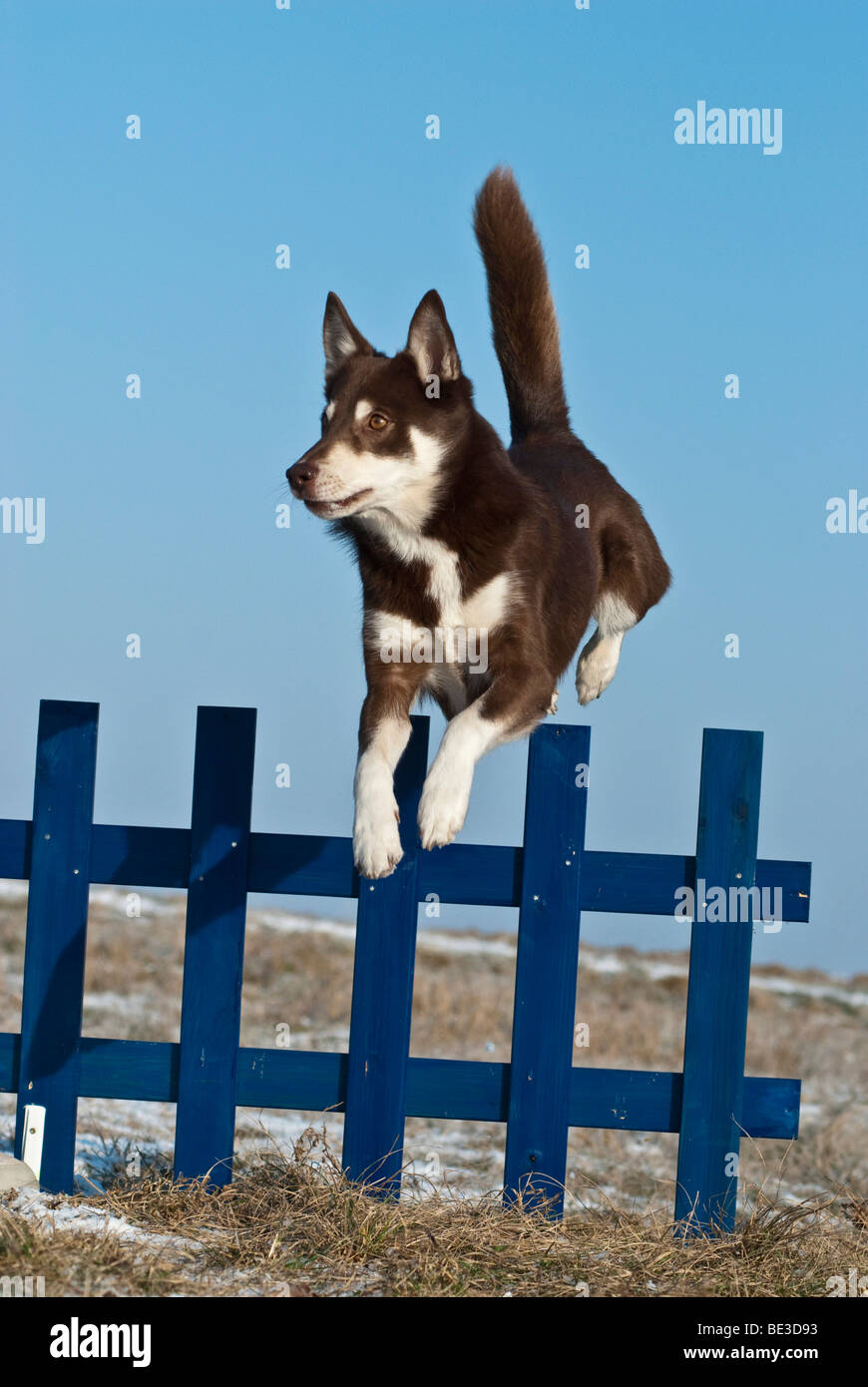 Lapponian Herder, Lapinporokoira, Lapp renne cane, saltando una recinzione Foto Stock