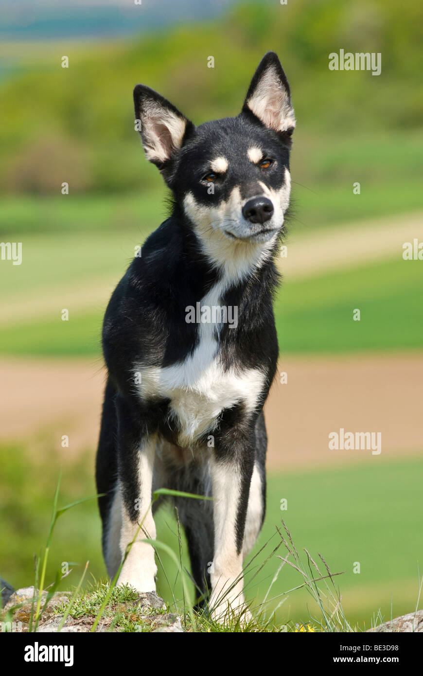 Lapponian Herder, Lapinporokoira, Lapp renne cane, in piedi su un prato Foto Stock