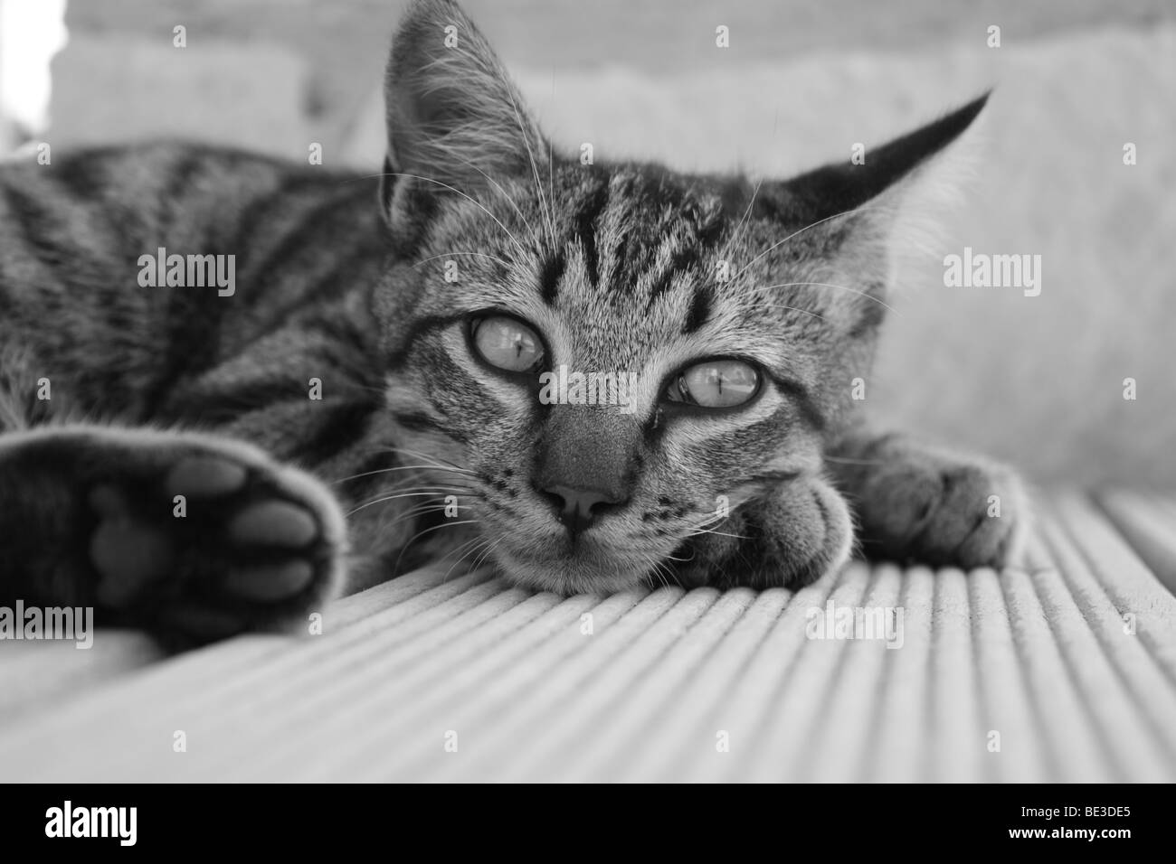 Un gatto che stabilisce nel caldo sole di Cipro Foto Stock