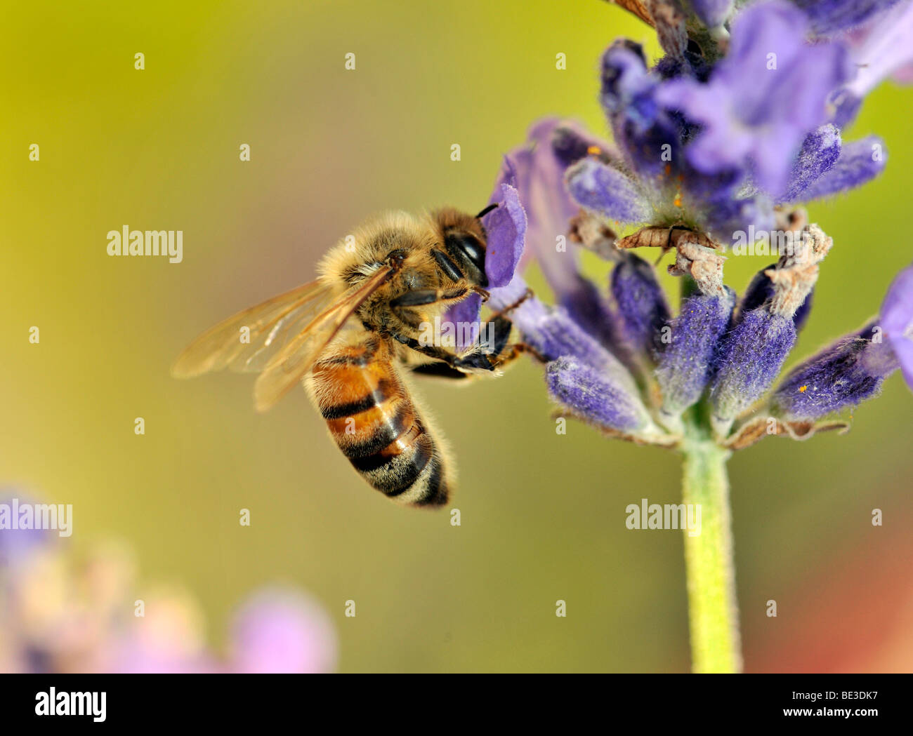 Bee (API), alimentazione, lavanda vera (Lavandula angustifolia) Foto Stock