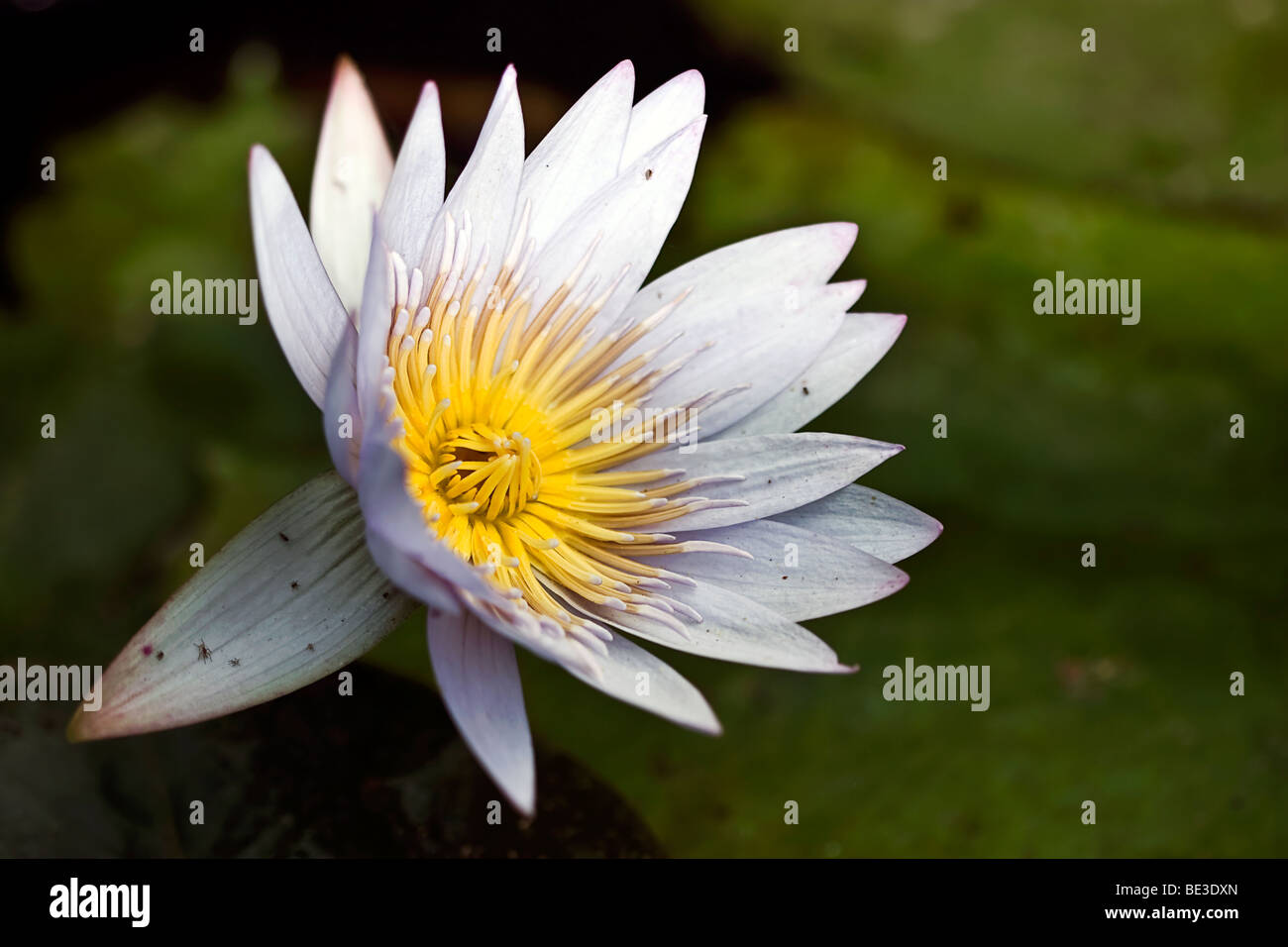 Loto bianco Foto Stock