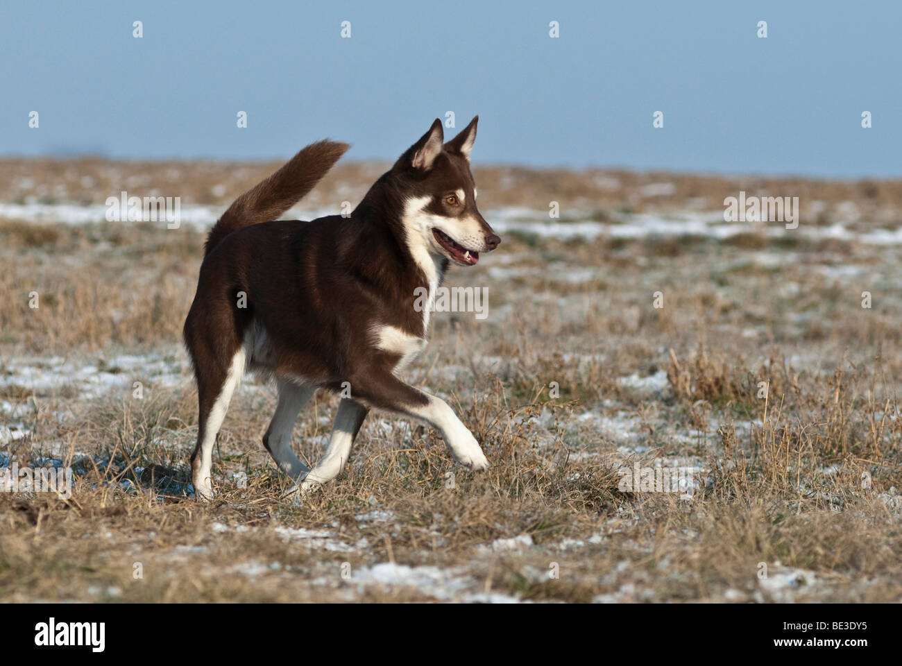 Lapponian Herder, Lapinporokoira, Lapp renne cane, in esecuzione in un prato, inverno Foto Stock