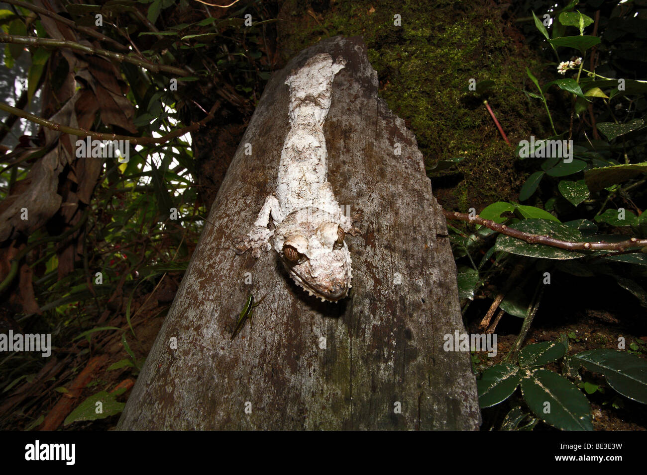 Henkel la foglia-tailed Gecko (Uroplatus henkeli), Samirano, a nord-ovest del Madagascar, Africa Foto Stock