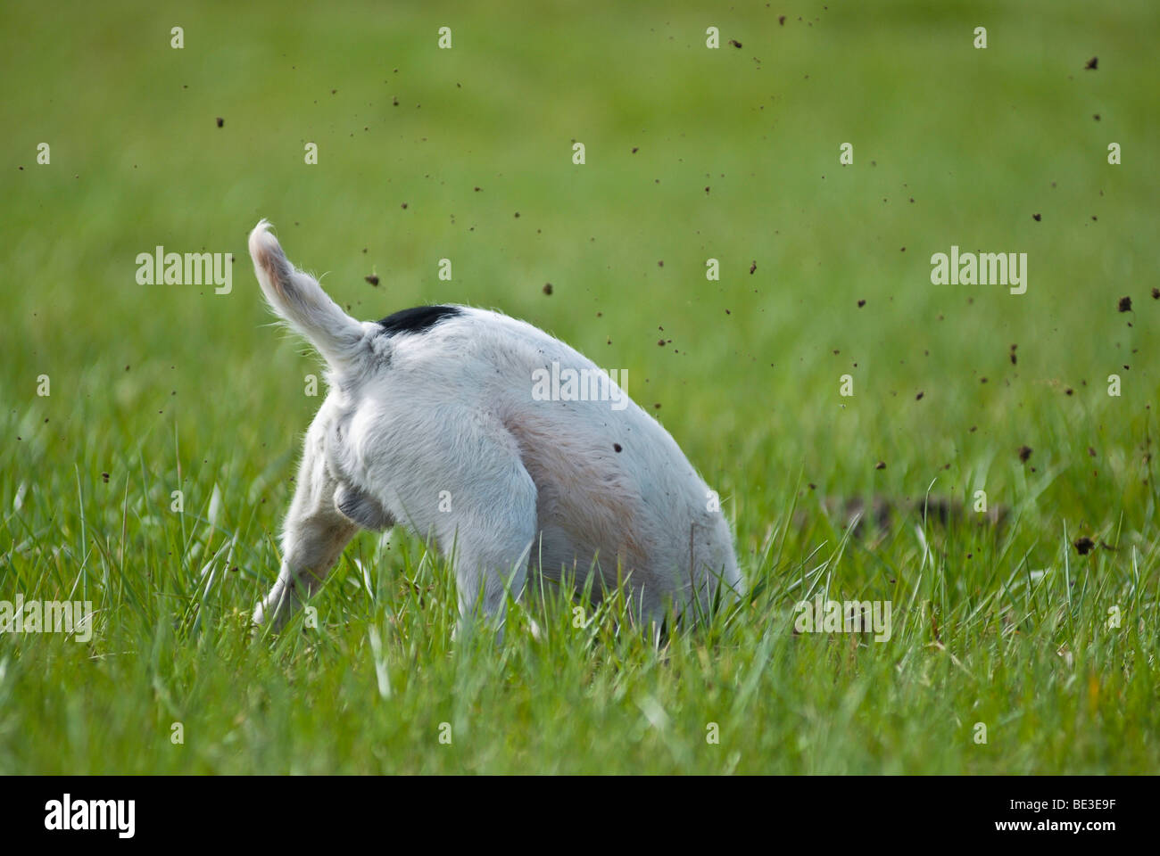 Jack Russell Terrier scavando in un prato Foto Stock