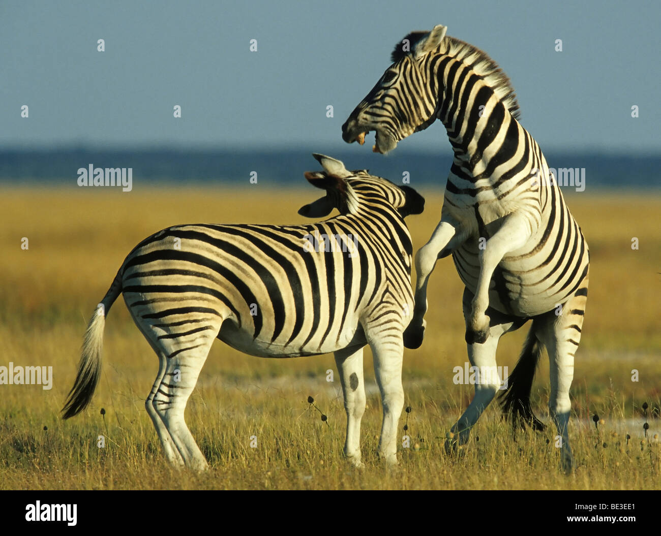 Zebre (Equus burchelli) combattimenti Foto Stock
