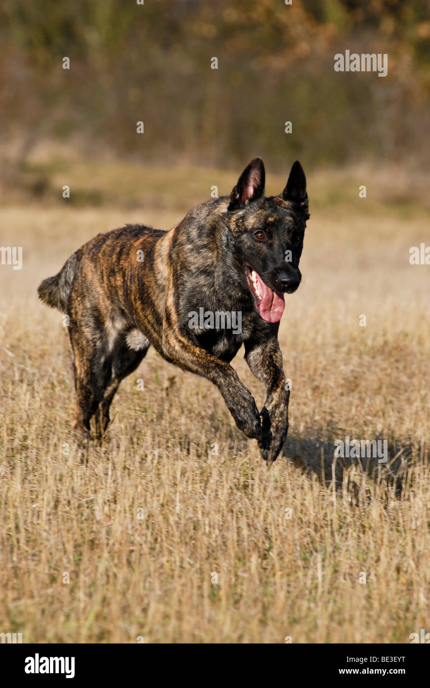 Hollandse Herdershond cane in esecuzione sul campo delle stoppie Foto Stock