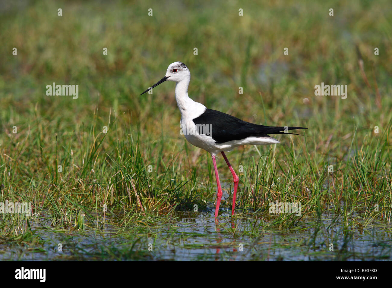 Black-winged Stilt (Himantopus himantopus) in piedi in acqua poco profonda su un prato Foto Stock