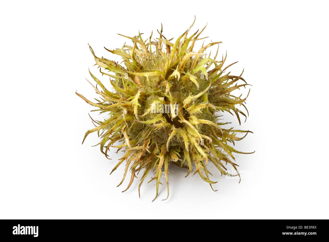 Le nocciole di un bagno turco di nocciolo (Corylus colurna) avvolto nel suo involucro. Noisettes de coudrier dans leur involucro. Foto Stock